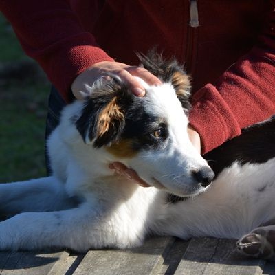 Les signes qui peuvent nécessiter une consultation d'ostéopathie pour votre chien