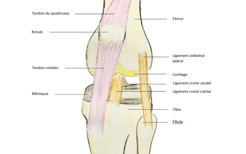 À quoi sert le ligament croisé chez le chien et le chat ?